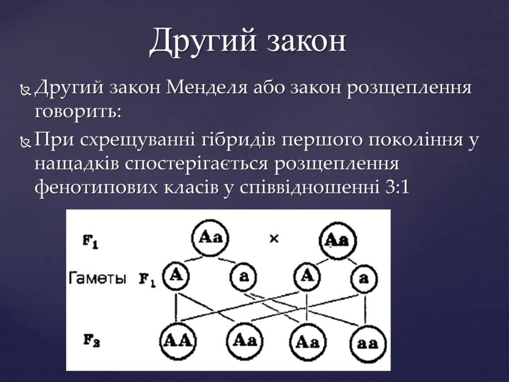 закони менделя