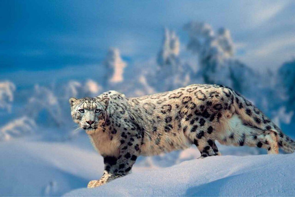 Снежный барс – унікальний хижак гірських вершин снежный барс